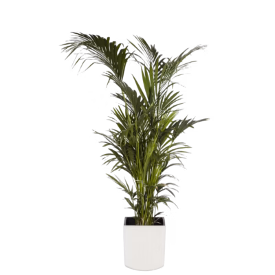 Kentia – Palme – Exotic mieten bei Unique Event Rental Hamburg