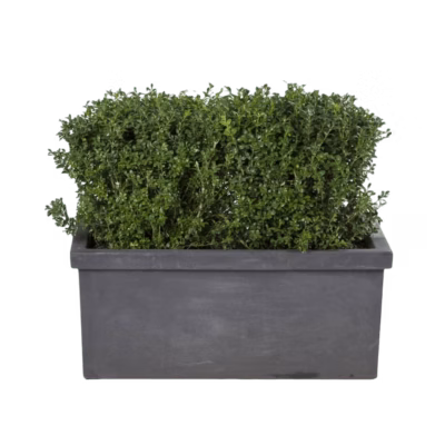 Buchsbaum – Hecke – Mietpflanzen mieten bei Unique Event Rental Hamburg