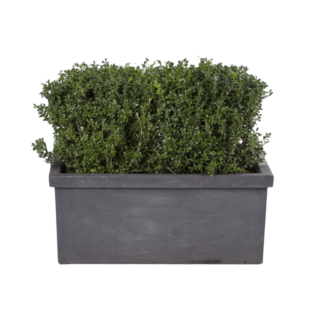 Buchsbaum – Hecke – Mietpflanzen mieten bei Unique Event Rental Hamburg
