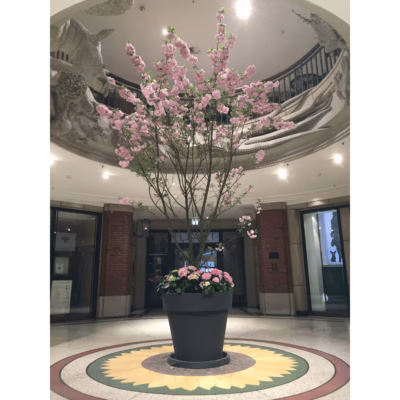 Kirsche solitär in graphitgrau – Frühling / Sommer mieten bei Unique Event Rental Hamburg