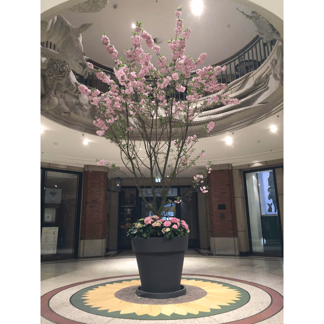 Kirsche solitär in graphitgrau – Frühling / Sommer mieten bei Unique Event Rental Hamburg