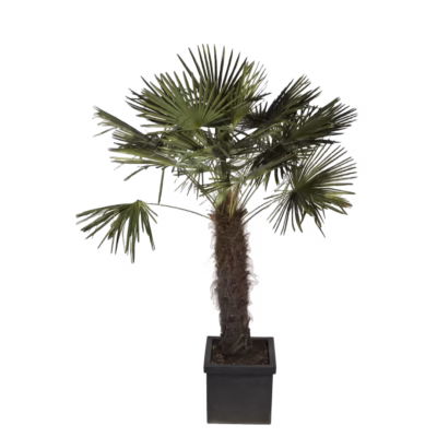 Trachycarpus – Palme L – Mietpflanzen mieten bei Unique Event Rental Hamburg