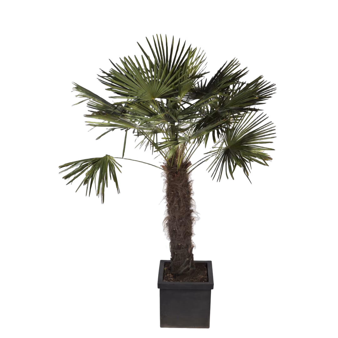 Trachycarpus – Palme L – Mietpflanzen mieten bei Unique Event Rental Hamburg