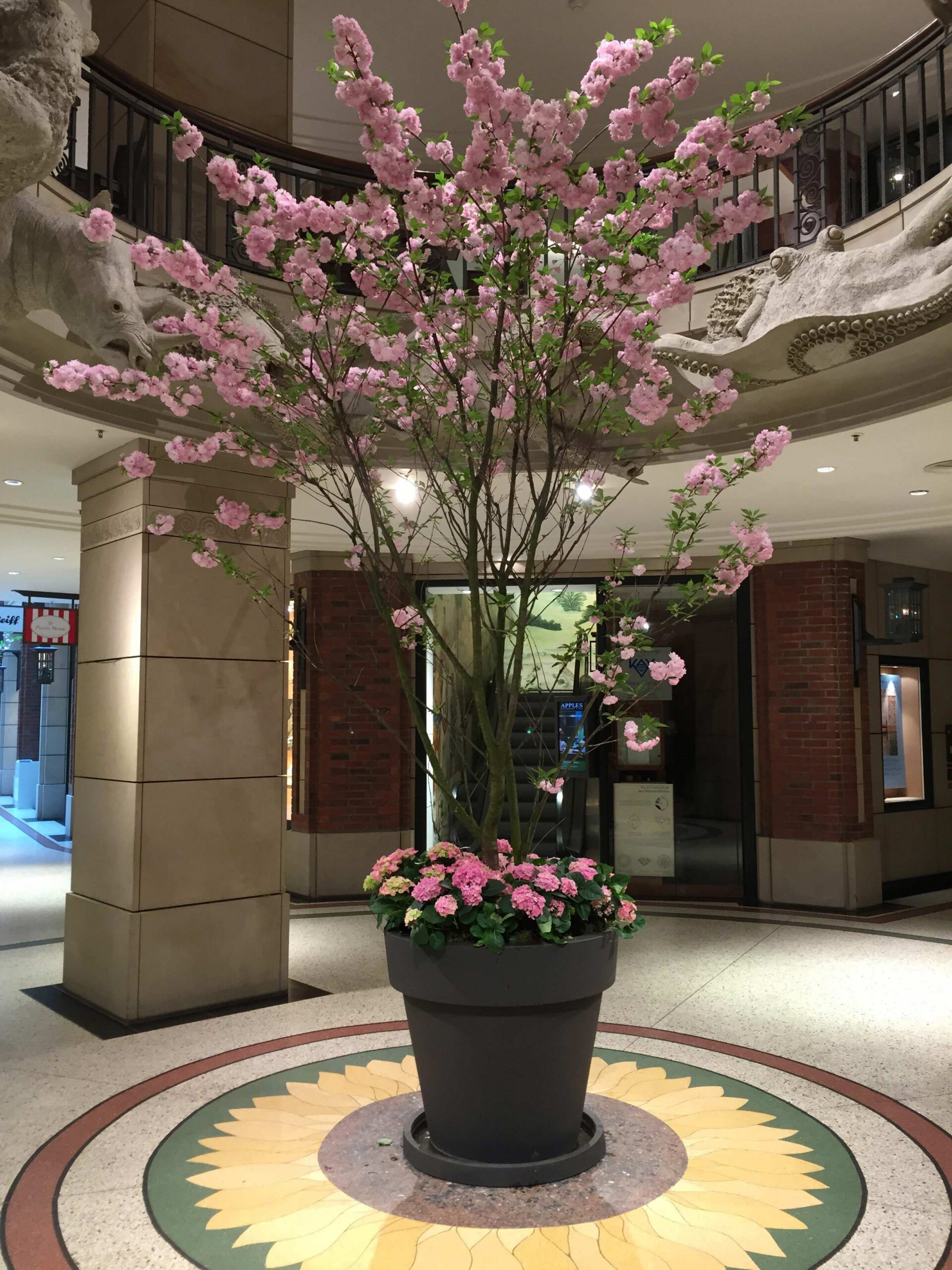 Frühlingsblumen als blühender Zierbaum in einer Eingangshalle