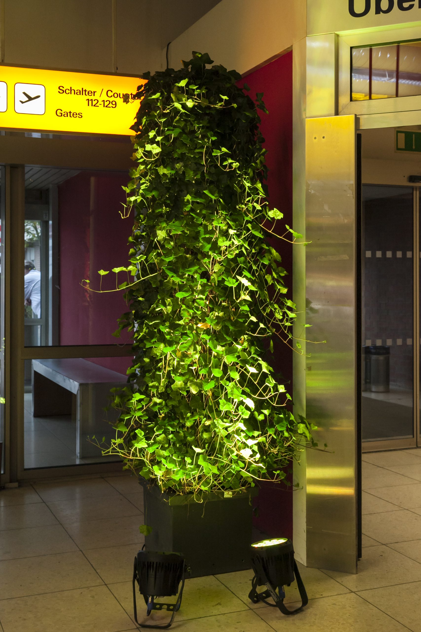 Efeusäule als Begrünung im Eingangsbereich eines Flughafens