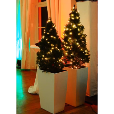 Zuckerhutfichte – Mietpflanzen mieten bei Unique Event Rental Hamburg